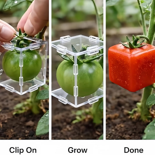 Kreative Fruchtform | Würfelförmige Form für Tomaten und Gemüse mit Transparente Beobachtungsmöglichkeit | Perfekt für kreatives Gärtnern 1