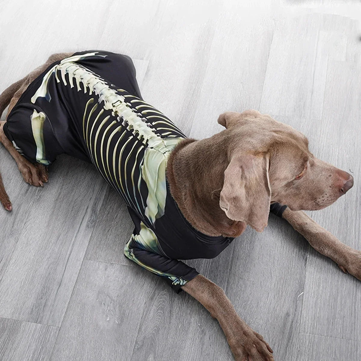 Skelett-Kostüm für Hunde | Gruseliges Design mit Freiem Blick für Halloween-Spaß 8